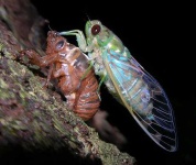 image of cicada