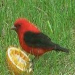 image of scarlet_tanager