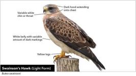 image of hawk