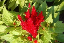 image of flower