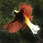 image of bird