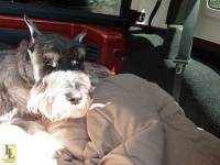 image of standard_schnauzer