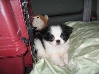 image of animal