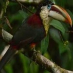 image of bird