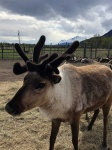 image of reindeer #24