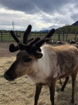 image of animal