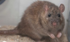 image of rat #1