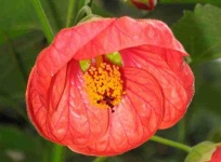 image of flower