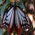 image of animal