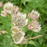 image of flower