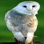 image of bird