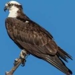 image of bird