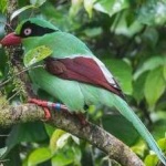 image of bird