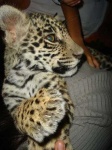 image of jaguar_car
