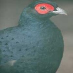 image of bird
