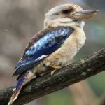 image of bird