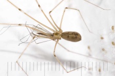 image of barn_spider