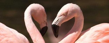 image of animal