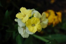 image of flower