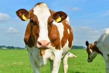 image of animal