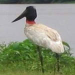 image of bird