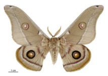 image of moth #12