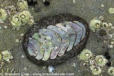 image of chiton