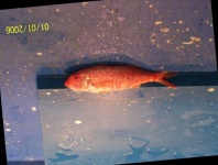 image of fish