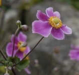 image of flower