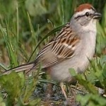 image of bird