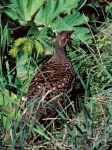 image of ruffed_grouse