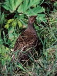 image of grouse #10