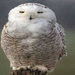 image of bird