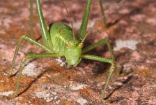 image of cricket