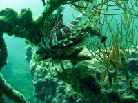 image of lionfish
