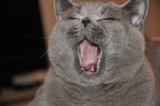 image of animal