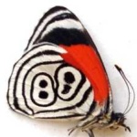 image of animal