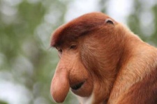 image of proboscis_monkey