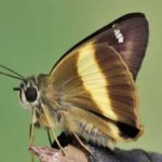 image of banded_butterfly #19