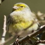 image of canary #21