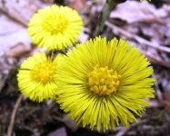 image of flower