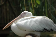 image of pelican