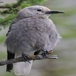 image of bird