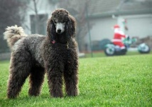 image of standard_poodle
