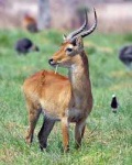 image of animal