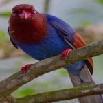 image of bird
