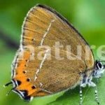 image of hairstreak #4