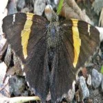 image of banded_butterfly #35