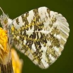 image of animal
