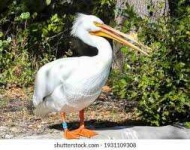 image of animal